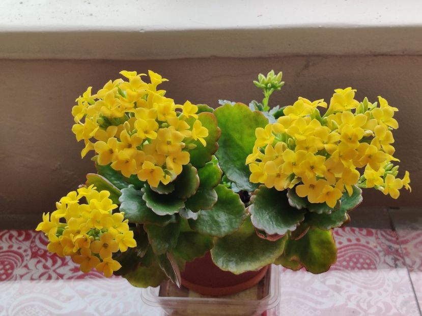  - Kalanchoe blossfeldiana