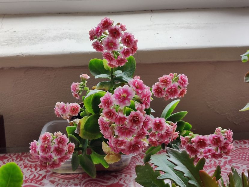  - Kalanchoe blossfeldiana