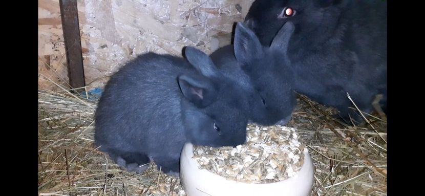 Screenshot_20240213-184429_Gallery - Vienezi Albastrii 2024