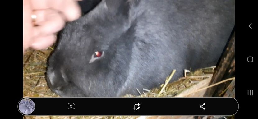 Screenshot_20240213-184638_Gallery - Vienezi Albastrii 2024