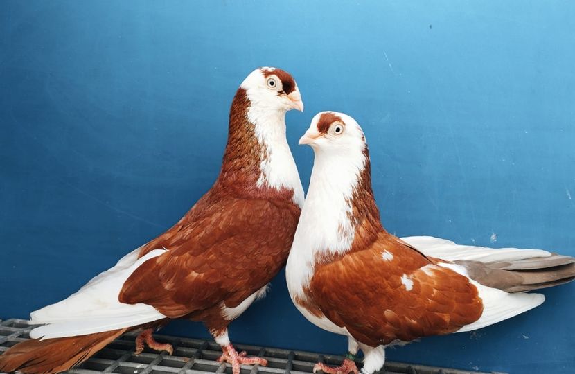 Perechea  49 - B - Perechi 2024