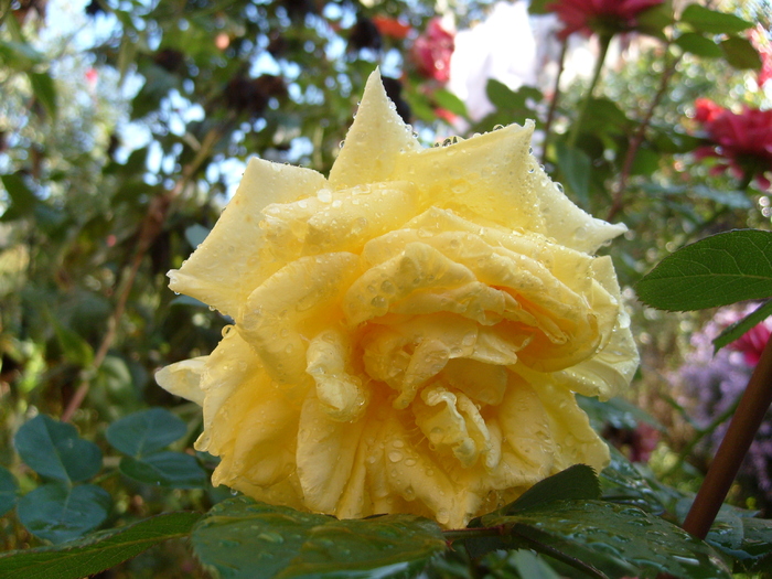 trandafir dupa ploaie - locuri dragi