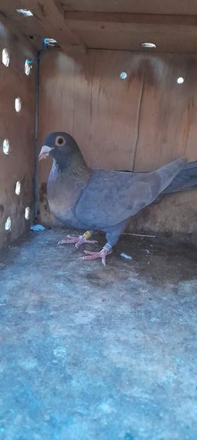  - Nu îmi aparțin 7