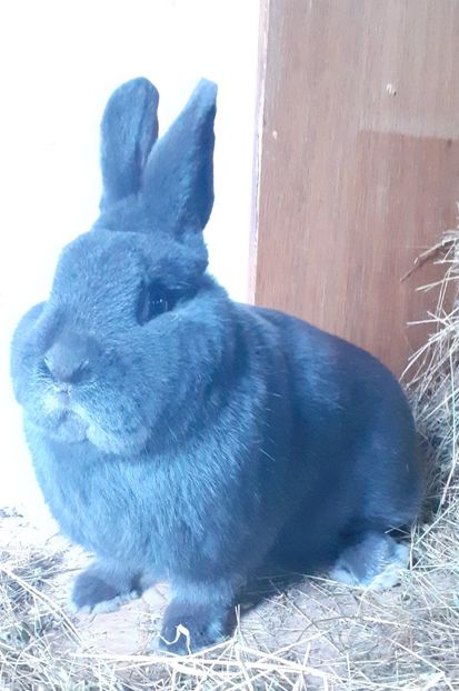  - Vienezi Albastrii 2024