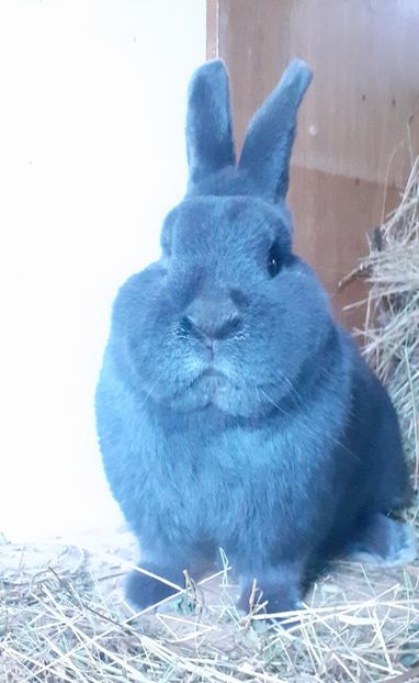  - Vienezi Albastrii 2024