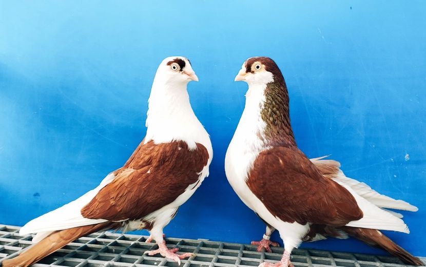 Perechea  50 - B - Perechi 2024