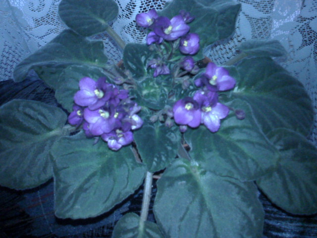 violeta - FLORI 2010