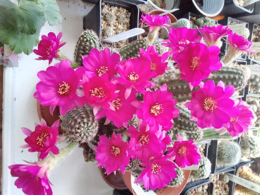 Chamaecereus pauline - 2023