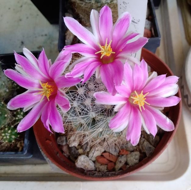 Mammillaria boolii  - 2023