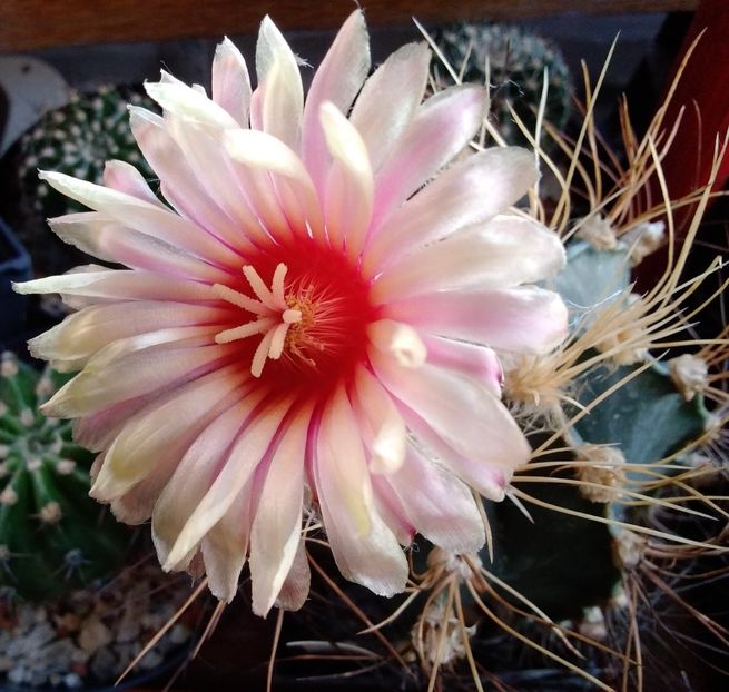 Astrophytum senile v. aureum - 2023