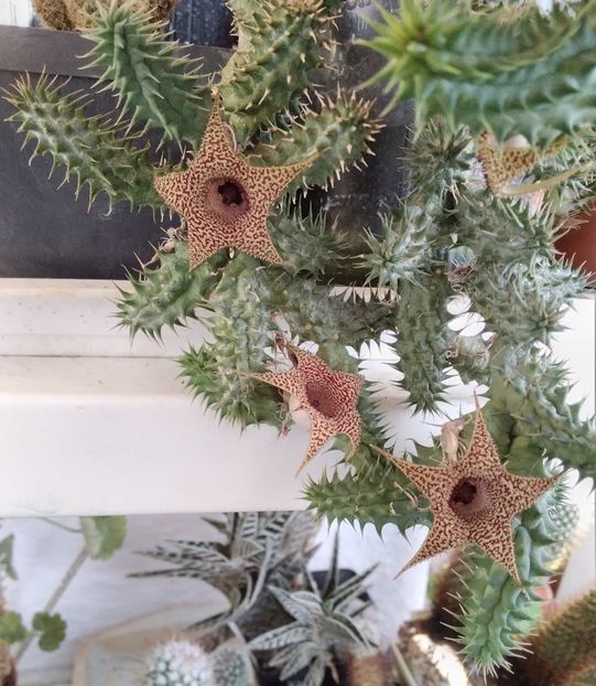 huernia pillansii - 2023
