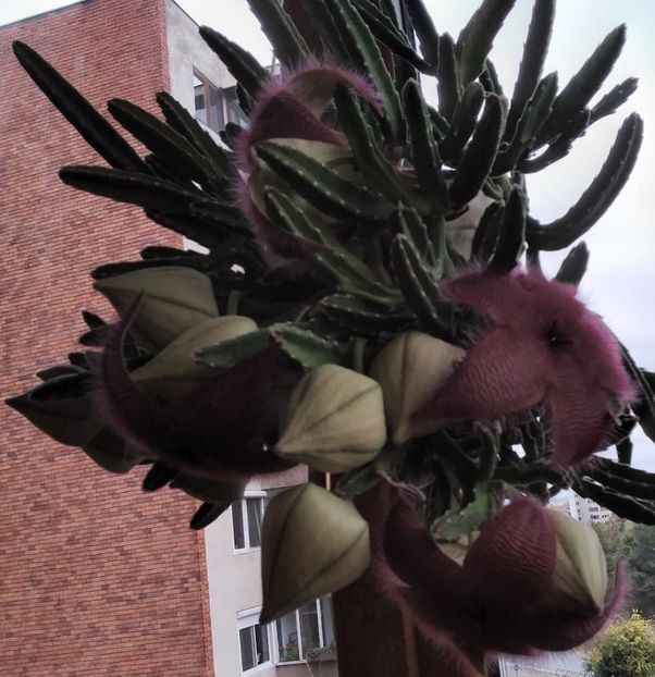 Stapelia grandiflora - 2023