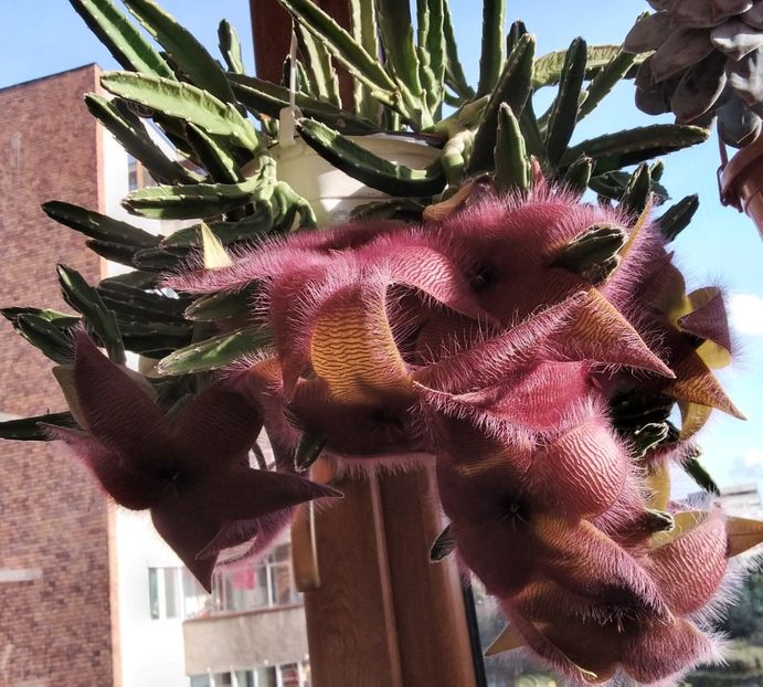 stapelia grandiflora - 2023