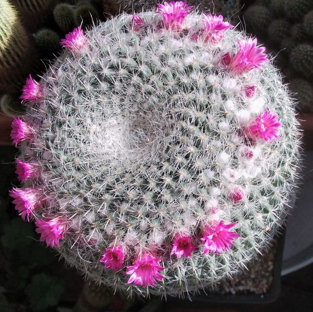 mammillaria hahniana - 2023