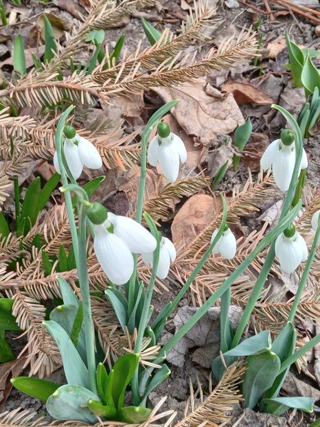  - FEBRUARIE- MARTIE- APRILIE
