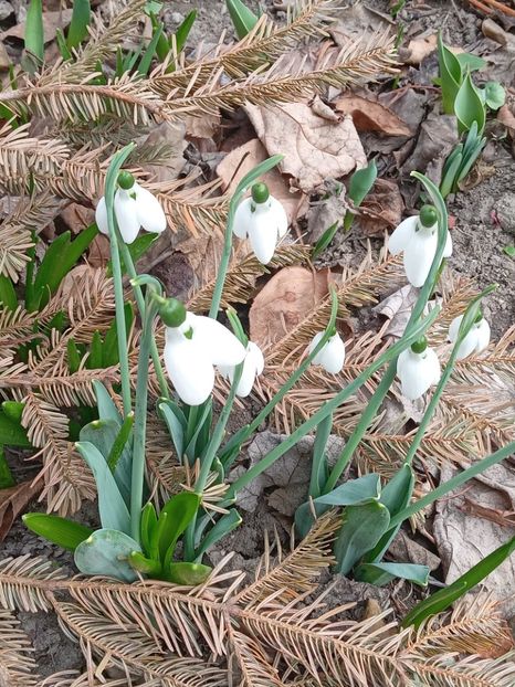  - FEBRUARIE- MARTIE- APRILIE