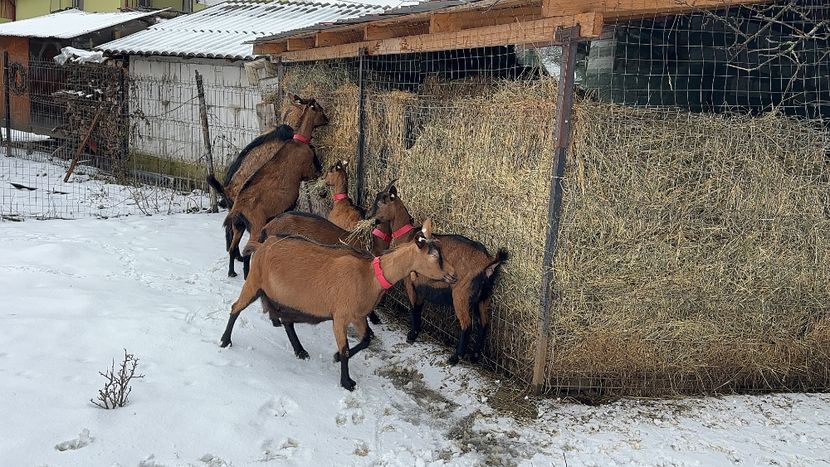  - 4 - Capre Alpina Franceza