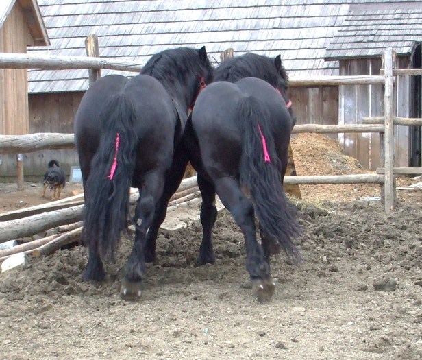011 - Black and grey horses
