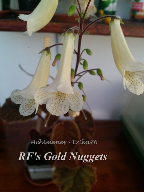 RF's Gold Nuggets 25 lei - 000 Smithiantha