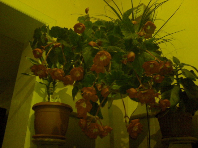 BEGONIA - FLORI 2009