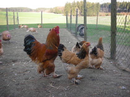 brahma columbia - 6-animalele de casa- hazi alatok