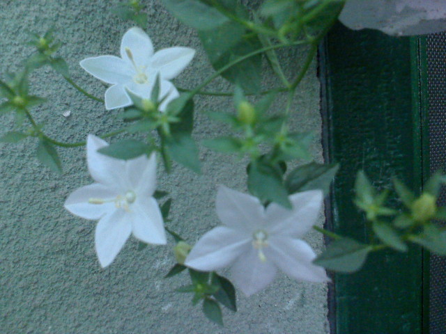 CAMPANULA de la Lilica