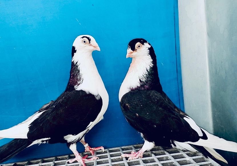 Perechea  13 - B - Perechi 2024