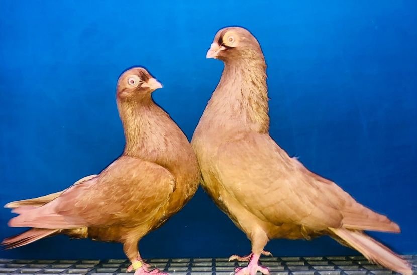 Perechea  31 - B - Perechi 2024