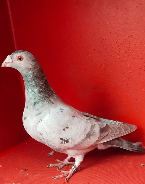  - ANDALUZI HOMOZIGOTI