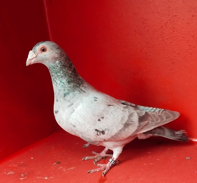  - ANDALUZI HOMOZIGOTI