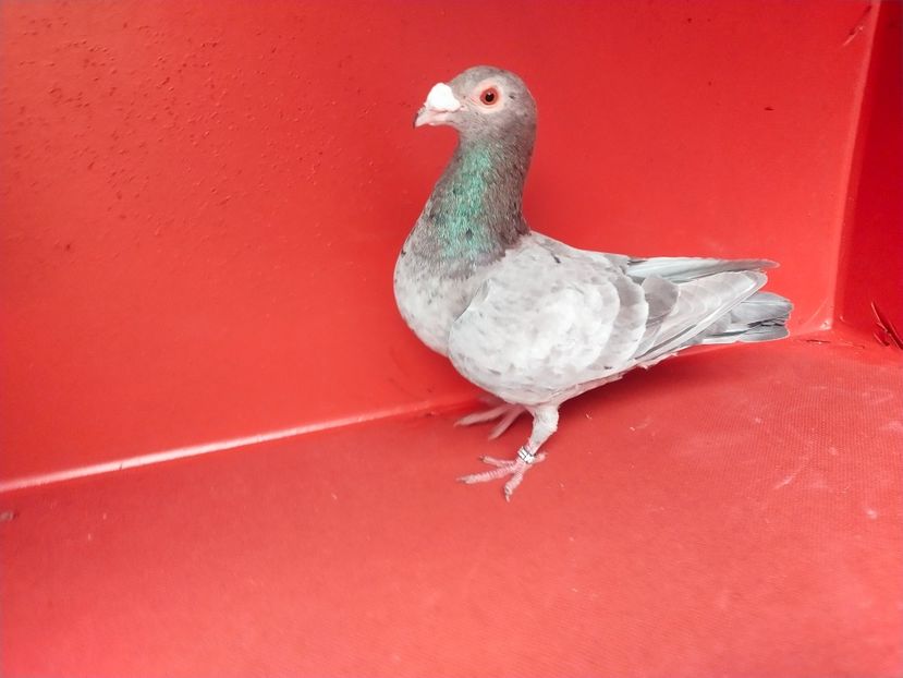  - ANDALUZI HOMOZIGOTI