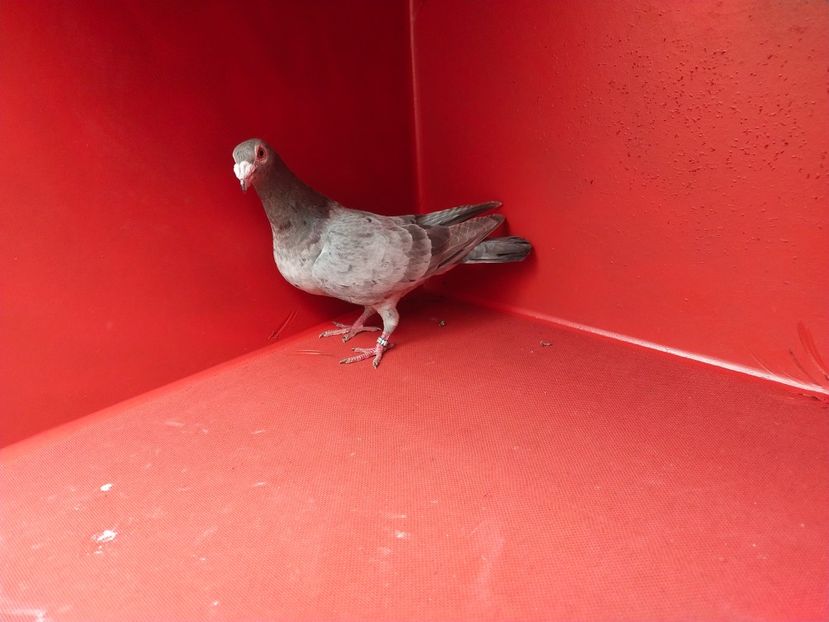  - ANDALUZI HOMOZIGOTI