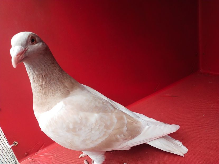  - ANDALUZI HOMOZIGOTI