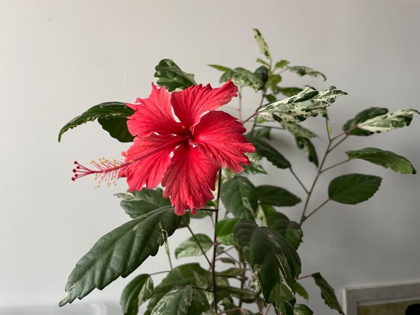  - 001 - Hibiscusi 2024 - 1