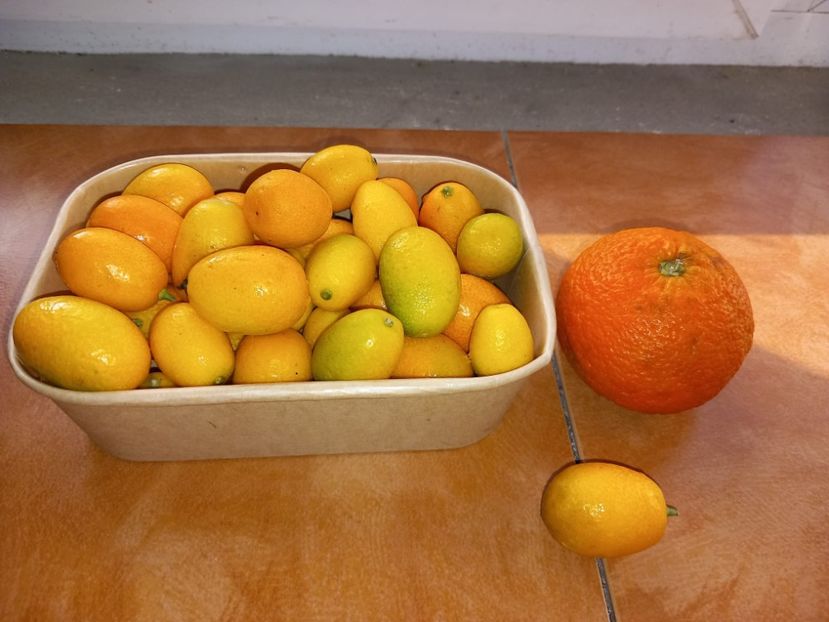 Kumquat3 - Mincare