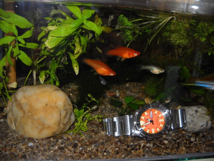 auariumm-049 - Ceasuri