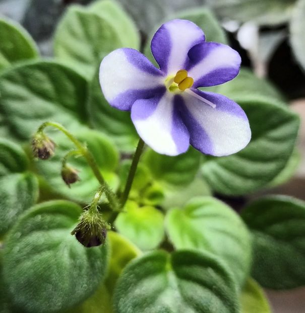  - Pony Ride trailer chimera