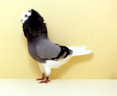 porumbel albastru cu guler - 5-porumbei