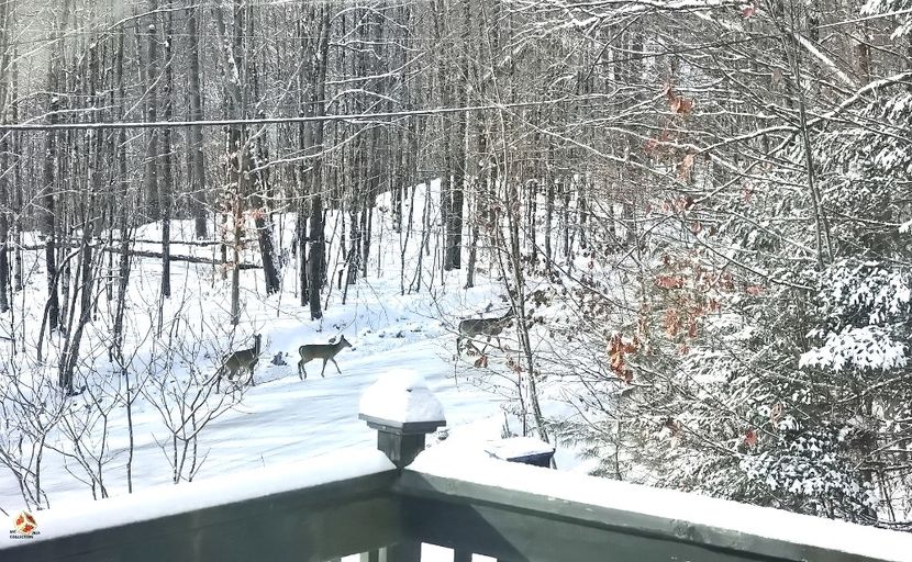 CHEVREUILS-DEERS 2 - B - ANIMALS