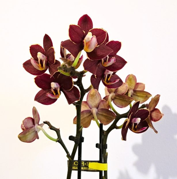  - Mini phalaenopsis