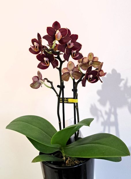  - Mini phalaenopsis
