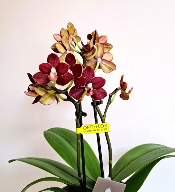  - Mini phalaenopsis