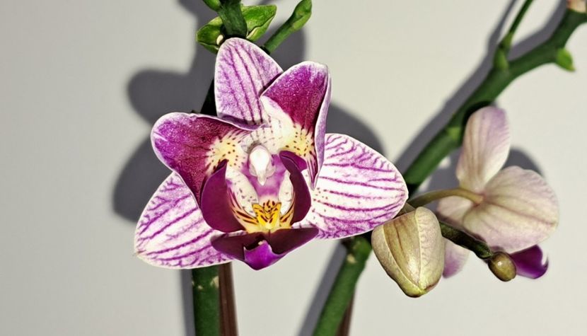  - Mini phalaenopsis