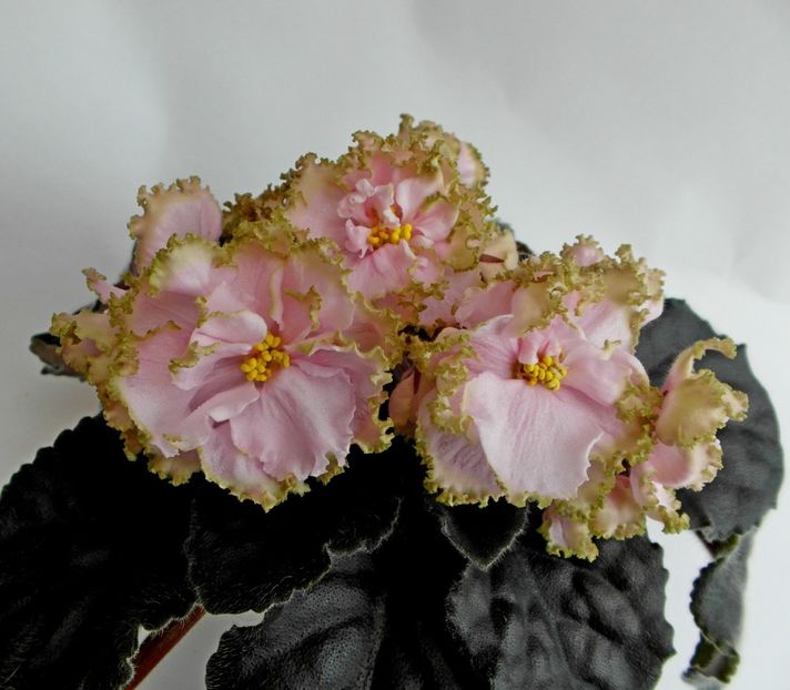 Foto internet - PT Junona