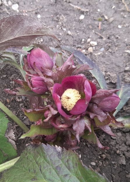  - 1 2024 Din nou cu natura impreuna !