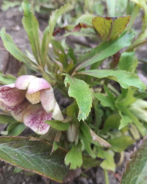  - 1 2024 Din nou cu natura impreuna !