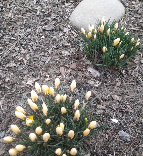  - 1 2024 Din nou cu natura impreuna !