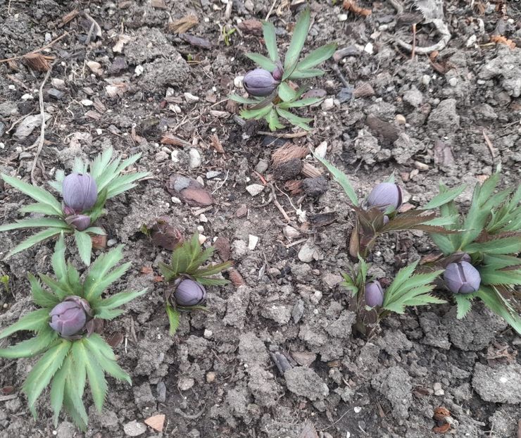  - 1 2024 Din nou cu natura impreuna !