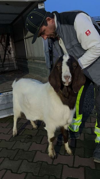 Mascul Boier de 1,4 ani  din Jud Alba - Capre Boer