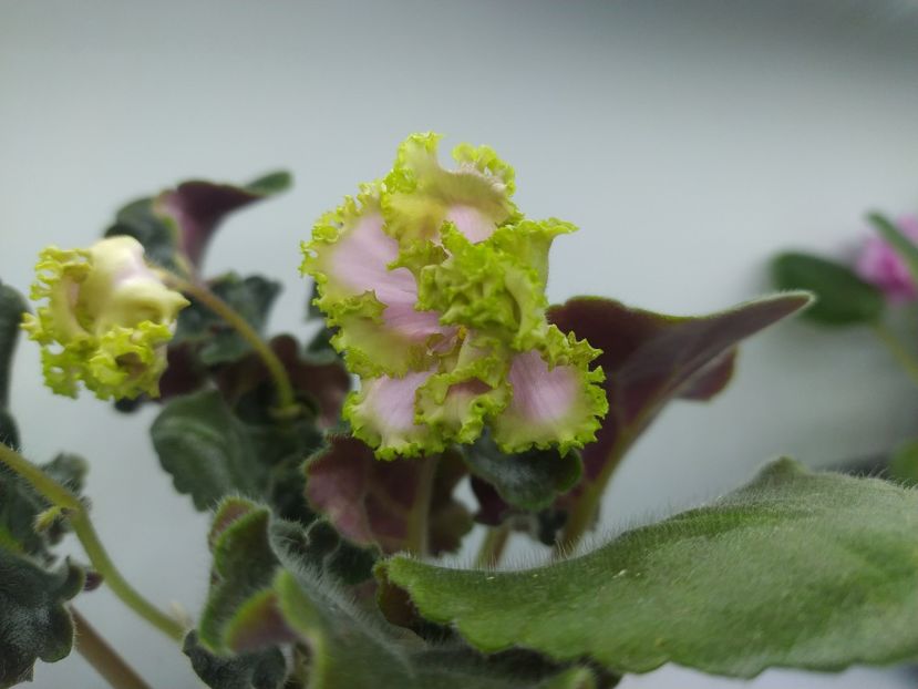 17 februarie 2024 - PT Junona